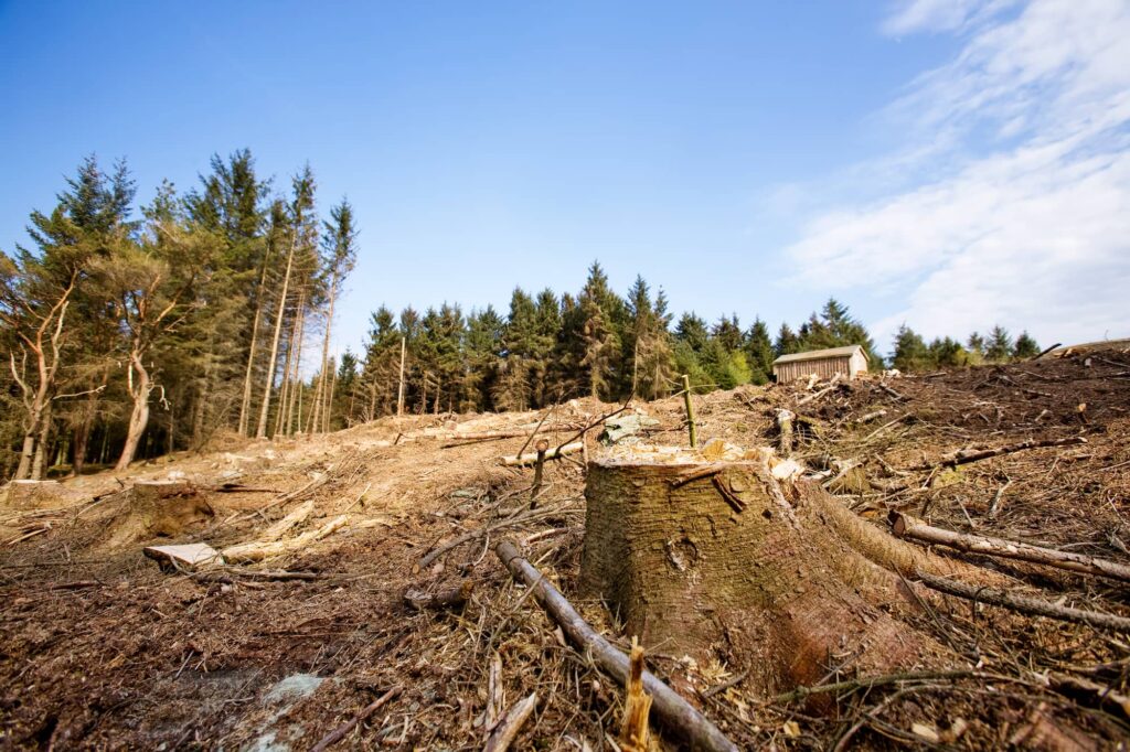 environmental-issues-deforestation