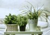 What are the best houseplants?